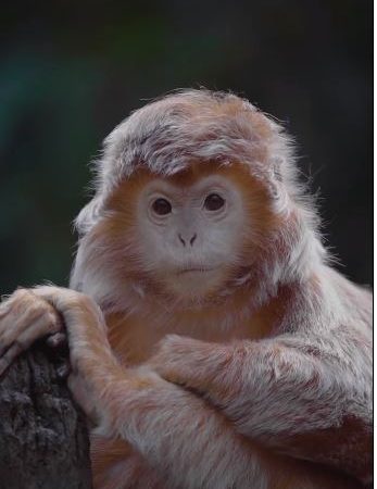 Lutung Ebony Kelip: Primata Endemik dengan Keunikan Warna Bulu