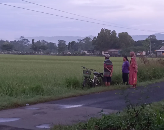 Sukacita Petani Pacitan: Panen Padi Jelang Ramadhan  1446 H