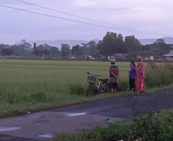 Sukacita Petani Pacitan: Panen Padi Jelang Ramadhan  1446 H