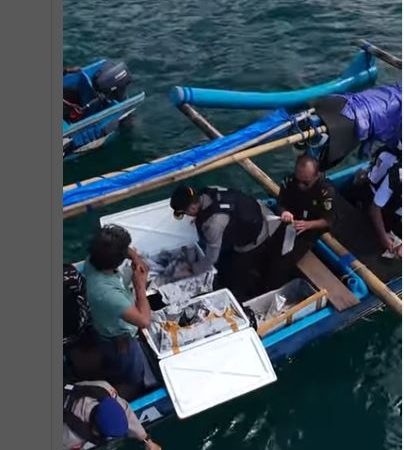 27.650 Benih Lobster Hasil Sitaan Dilepasliarkan di Teluk Pacitan
