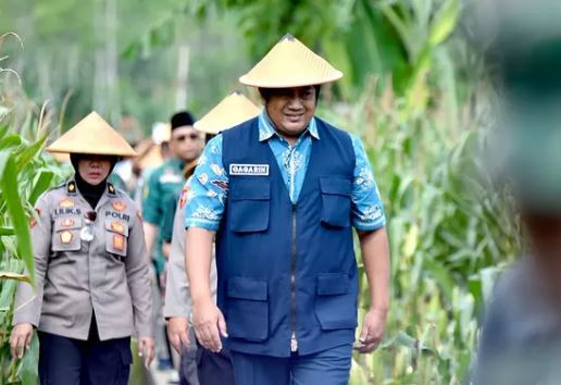Wabup Pacitan Gagarin Panen Raya Jagung Organik di Arjosari, Dukung Kemandirian Pangan