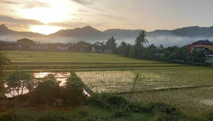 Optimalisasi Sektor Pupuk untuk Mendukung Sistem Pangan yang Mandiri