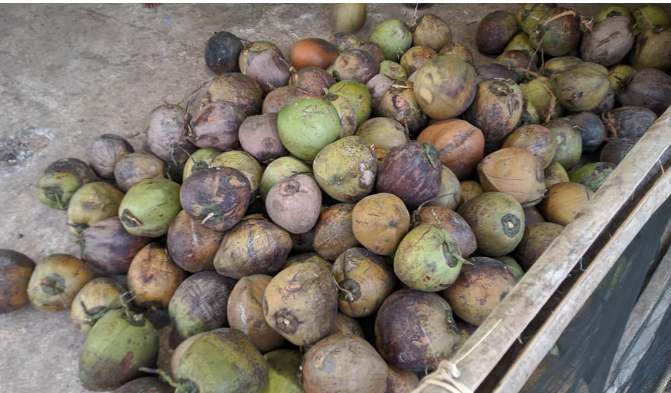 Harga Kelapa di Punung Pacitan Anjlok hingga Rp3.000 per Butir, Pengepul Keluhkan Kerugian