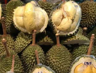Rekor Ekspor Durian Viet Nam Ancam Posisi Thailand sebagai Raja Durian Dunia