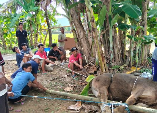 Warga RT 03 RW IV Krajan Sirnoboyo Pacitan Laksanakan Sholat Iduladha dan Penyembelihan Hewan Kurban
